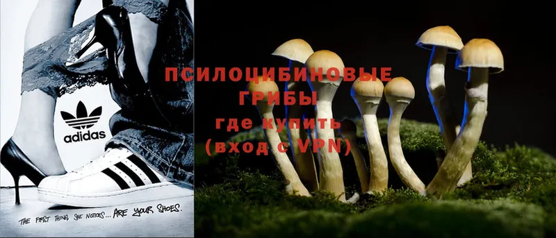 Псилоцибиновые грибы Psilocybine cubensis Новое Девяткино